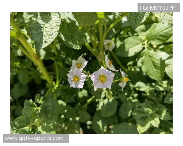 今日趣图：土豆开花的奇妙瞬间与枪手夺冠的美好期待